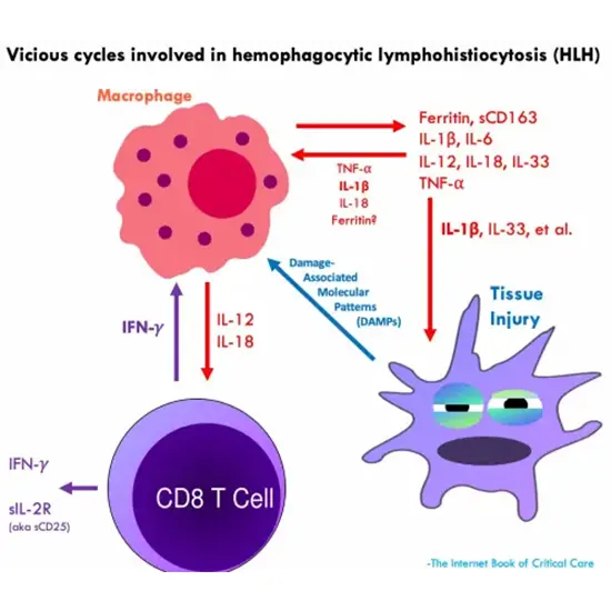 hemophagocytic lymphohistiocytosis